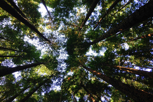 Comment les petites entreprises peuvent mettre en œuvre des pratiques écologiques ?