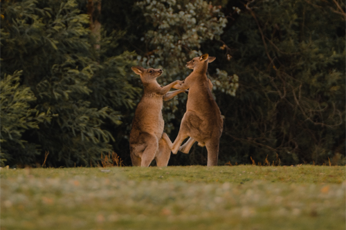 Résoudre un conflit en entreprise : 7 conseils pour les managers