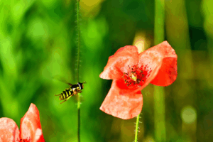 Comment fabriquer un piège à guêpes efficace ? La version bureau ou maison