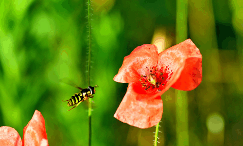 Comment fabriquer un piège à guêpes efficace ?